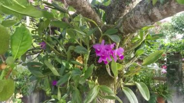 wild pink bamboo orchids sprouting from the tree