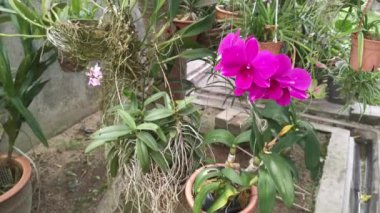 Ağaçta asılı duran pembe falanopsis orkideleri.