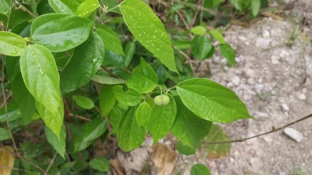 Alcornea Silvestre Triplinervia Planta Frutal — Vídeos de Stock