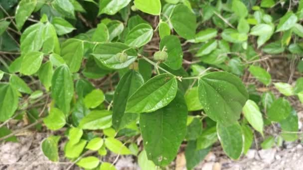 Alcornea Silvestre Triplinervia Planta Frutal — Vídeos de Stock
