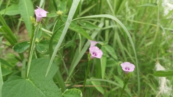 Ipomoea Arbusto Mañana Gloria Escalada Suelo — Vídeos de Stock