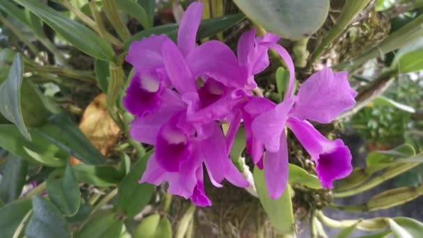 Wild Pink Bamboo Orchids Sprouting Tree — Vídeo de stock