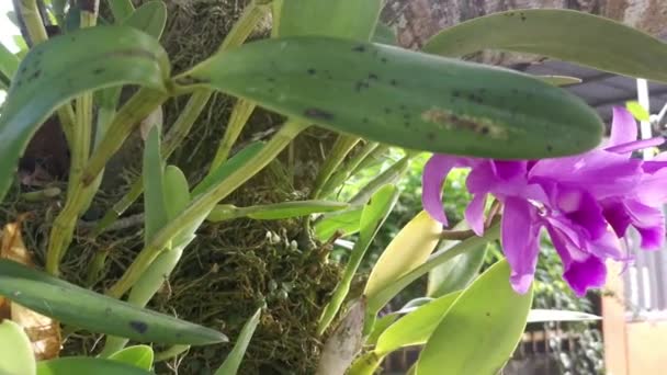 Wild Pink Bamboo Orchids Sprouting Tree — Αρχείο Βίντεο