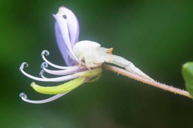Bok örümceği vahşi örümcek çiçeğinin üzerinde dinleniyor.