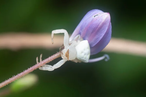 Mist Spinne Ruht Auf Der Wilden Fransenspinnenblume — Stockfoto