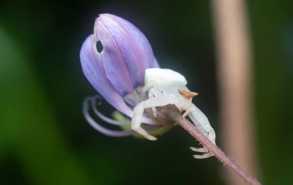 Crap Spider Resting Wild Fringed Spider Flower — Stockfoto