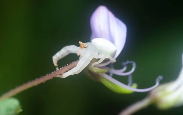 Crap Spider Resting Wild Fringed Spider Flower — ストック写真