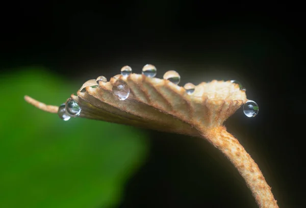 Близький Знімок Крапель Води Звисають Листі Або Траві — стокове фото