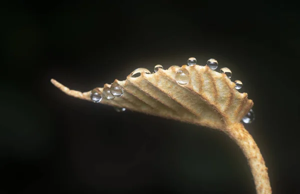 Close Shot Water Droplets Hanging Leaves Grass — Zdjęcie stockowe