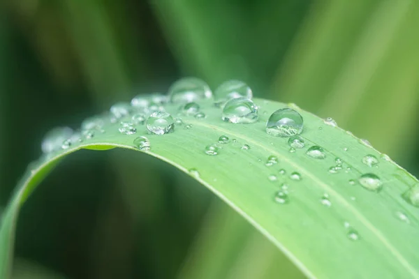 Close Shot Water Droplets Hanging Leaves Grass — Stock Photo, Image