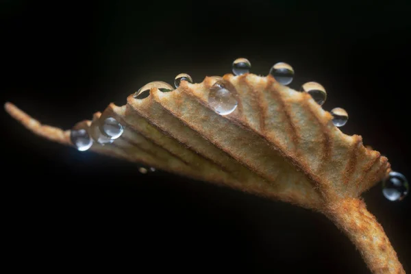 Close Shot Water Droplets Hanging Leaves Grass — Photo