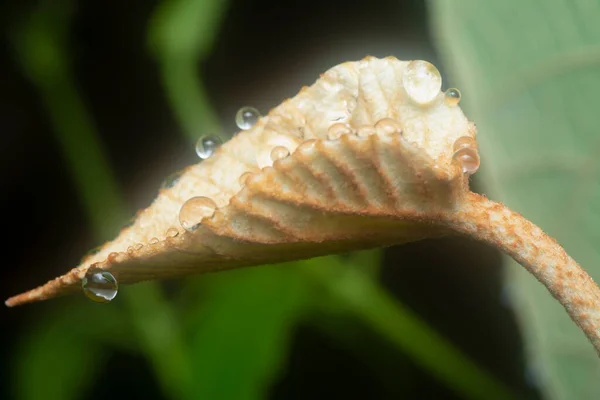 Close Shot Water Droplets Hanging Leaves Grass — Stock Photo, Image