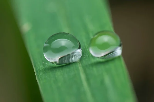 Close Shot Water Droplets Hanging Leaves Grass — Φωτογραφία Αρχείου