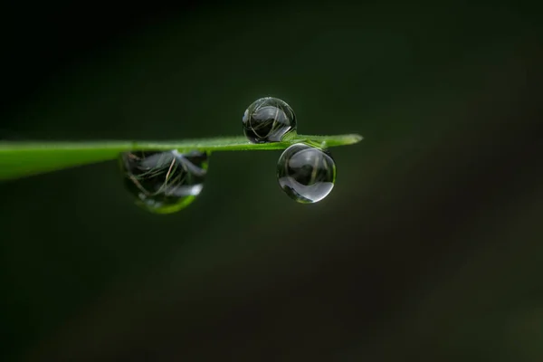 Tiro Próximo Das Gotas Água Penduradas Nas Folhas Grama — Fotografia de Stock