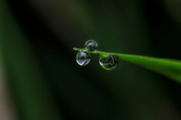 Colpo Vicino Delle Goccioline Acqua Appese Sulle Foglie Sull Erba — Foto Stock