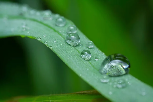 Close Shot Water Droplets Hanging Leaves Grass — Stockfoto