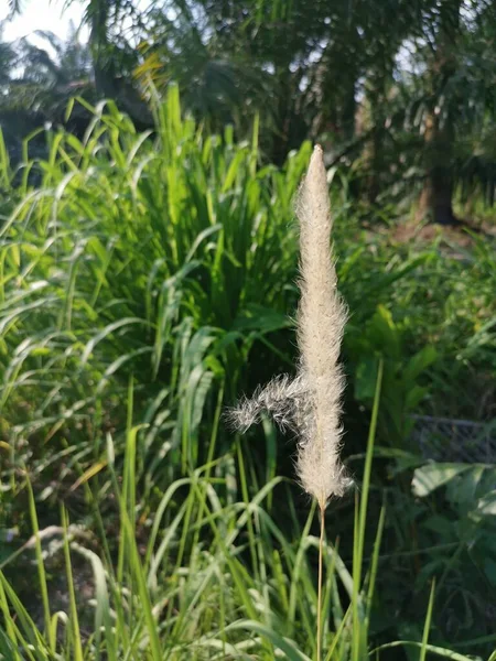 White Feathery Hairs Cogon Grass — Zdjęcie stockowe