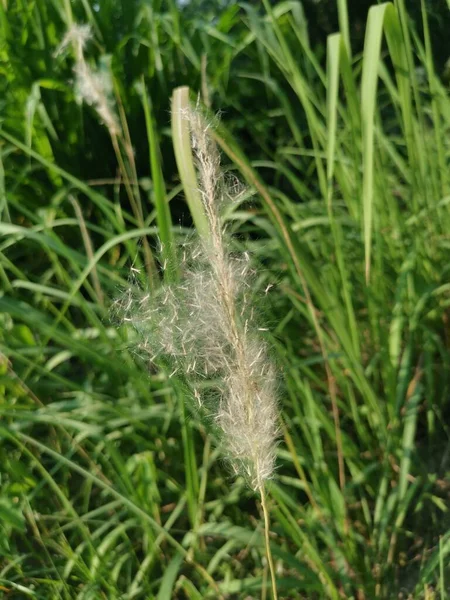 White Feathery Hairs Cogon Grass — Stockfoto