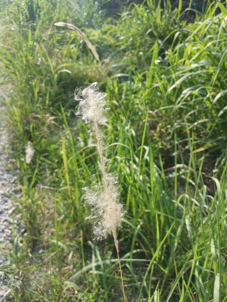 White Feathery Hairs Cogon Grass — Foto Stock