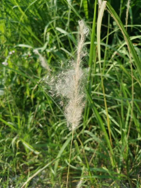 White Feathery Hairs Cogon Grass — Stockfoto