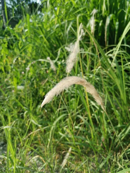 White Feathery Hairs Cogon Grass — Φωτογραφία Αρχείου