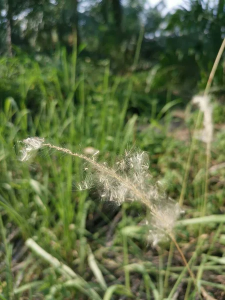 White Feathery Hairs Cogon Grass — Foto Stock