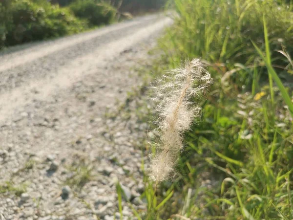 White Feathery Hairs Cogon Grass — Foto Stock