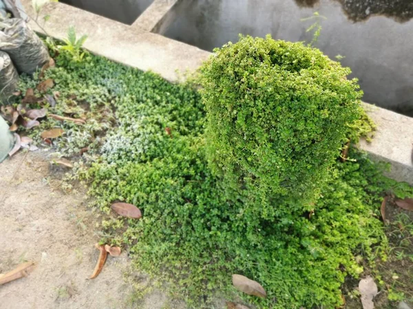 Racimo Hojas Soleirolia Soleirolii Sobre Maceta Jardín —  Fotos de Stock