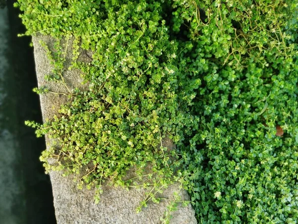 Cluster Overgrown Soleirolia Soleirolii Leaves Garden Pot — Stockfoto