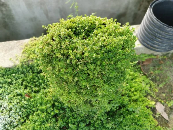 Cluster Overgrown Soleirolia Soleirolii Leaves Garden Pot — ストック写真