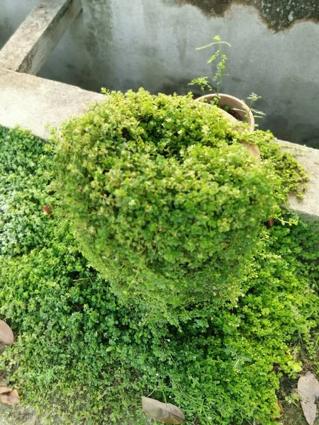 Cluster Overgrown Soleirolia Soleirolii Leaves Garden Pot — ストック写真