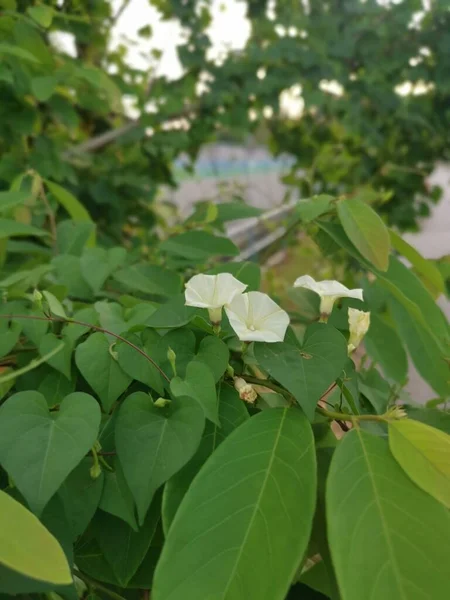 Arrastrándose Sobre Arbustos Flor Salvaje Ipomoea Alba —  Fotos de Stock