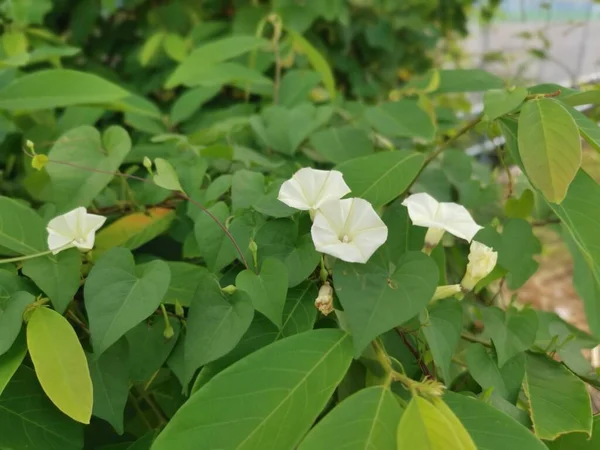 Kúszik Bokrok Vad Ipomoea Alba Virág — Stock Fotó