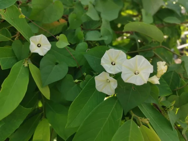 Creeping Bushes Wild Ipomoea Alba Flower — 스톡 사진