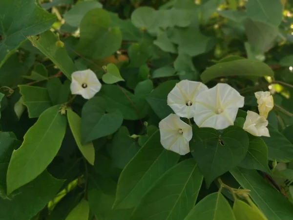 Kúszik Bokrok Vad Ipomoea Alba Virág — Stock Fotó