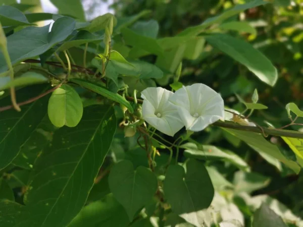 Kúszik Bokrok Vad Ipomoea Alba Virág — Stock Fotó