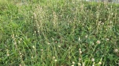 Otlarla dolu bir çayır dolusu aşırı gelişmiş tridax otlar.