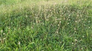 meadow fulls of overgrown tridax procumbens weeds