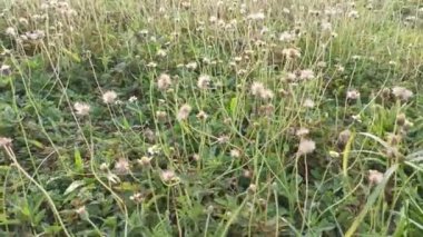 Otlarla dolu bir çayır dolusu aşırı gelişmiş tridax otlar.