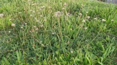 Otlarla dolu bir çayır dolusu aşırı gelişmiş tridax otlar.
