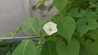 Vahşi ipomoea alba çiçeğinin sürünen çalıları