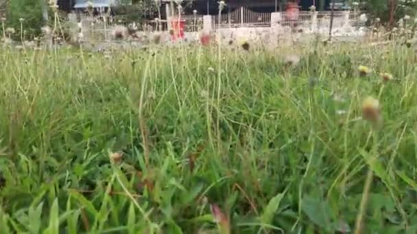 Meadow Fulls Overgrown Tridax Procumbens Weeds — Αρχείο Βίντεο