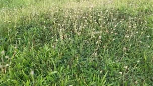 Meadow Fulls Overgrown Tridax Procumbens Weeds — Αρχείο Βίντεο