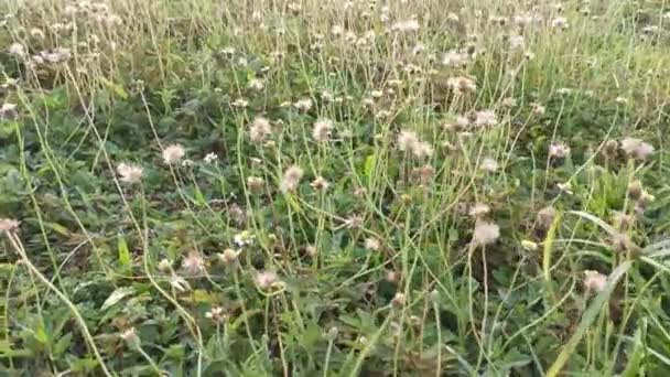 Meadow Fulls Overgrown Tridax Procumbens Weeds — Video Stock