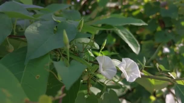 Creeping Bushes Wild Ipomoea Alba Flower — Vídeo de stock