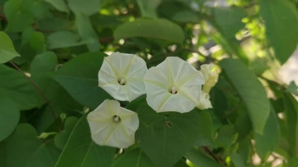 Cespugli Striscianti Del Fiore Selvatico Ipomoea Alba — Video Stock