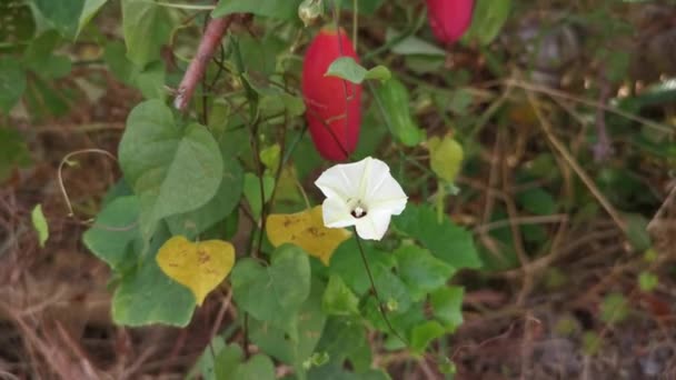 Ползучие Кусты Дикого Цветка Ipomoea Alba — стоковое видео