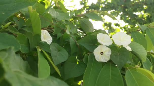 Creeping Bushes Wild Ipomoea Alba Flower — стоковое видео