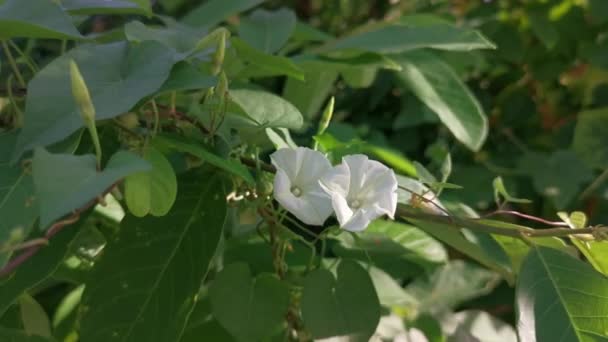 Creeping Bushes Wild Ipomoea Alba Flower — Αρχείο Βίντεο