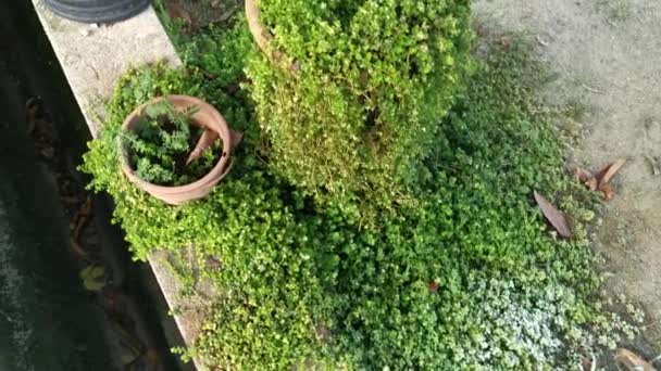 Cluster Overgrown Soleirolia Soleirolii Leaves Garden Pot — Stockvideo